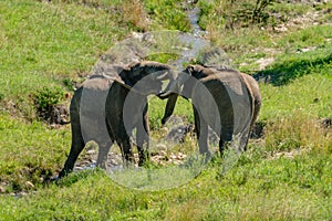 Two African elephants play fight in stream