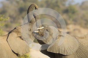 Two African Elephants play fighting in South Africa