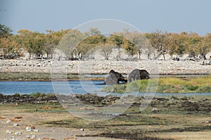 Two african elephants playing in a water hole, in Etosha National Park, Namibia. Beautiful landscape