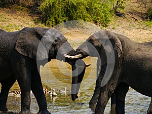 Two African elephants show their love to each other in Kruger Nationalpark