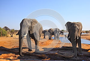 Two African Elephants stand with a natural clear blue sky and a small herd in the background in Nehimba