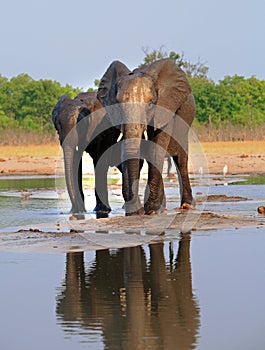 Two African Elephants standing in a waterhole with a nice reflection in the water, Hwange National Park, Zimbabwe