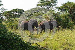 Two African Elephants with Tusks