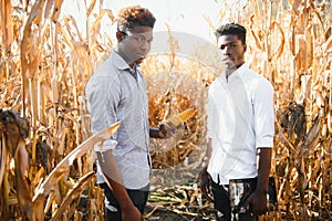 Two African farmers check the harvest in a corn field
