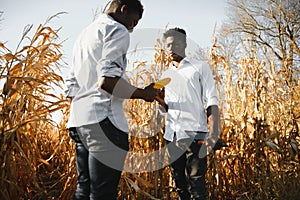 Two African farmers check the harvest in a corn field