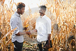 Two African farmers check the harvest in a corn field