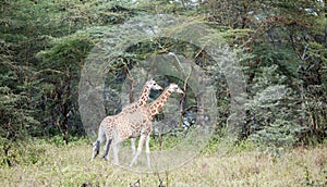 Two African giraffe in the meadows of the savannah