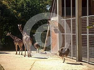 Two African giraffes and two ostriches walk around the enclosure in the zoo near the cages