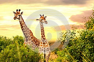 Two african giraffes in savana at sunset