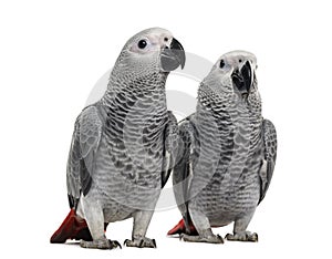 Two African Grey Parrot (3 months old)