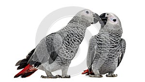 Two African Grey Parrot (3 months old) pecking