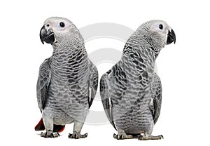 Two African Grey Parrot (3 months old)