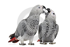 Two African Grey Parrot (3 months old) pecking photo