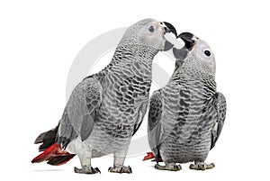 Two African Grey Parrot (3 months old) pecking