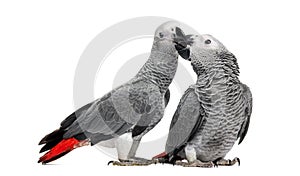 Two African Grey Parrots (3 months old) pecking