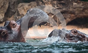 Two African hippos playing in a river partly submerged