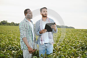 Two African and Indian farmers check the harvest in a corn field.