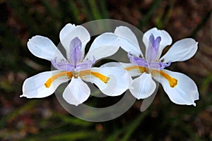 Two African iris flowers also known as fornight lily