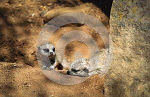 Two African Meerkats on Ground