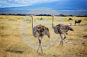 Two African Ostrich birds in Kenya
