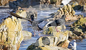 Two African Oystercatcher on rocks searching for food.