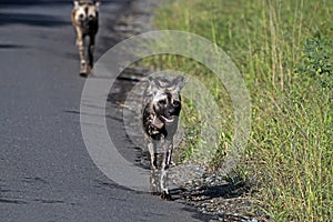 Two African Painted Wild Dogs Hluhluwe-Imfolozi Wildlife Park