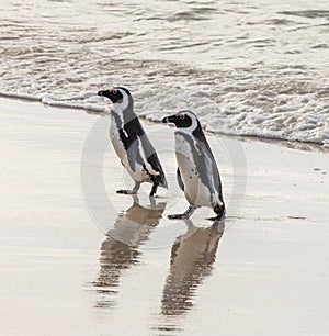 Two African penguins on a sandy beach. Simon`s Town. Boulders Beach. South Africa.