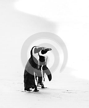 Two African penguins on a sandy beach. Simon`s Town. Boulders Beach. South Africa.