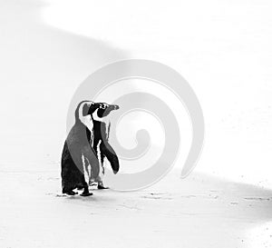 Two African penguins on a sandy beach. Simon`s Town. Boulders Beach. South Africa.