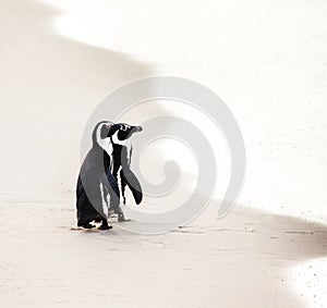 Two African penguins on a sandy beach. Simon`s Town. Boulders Beach. South Africa.