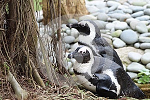 Two African Penguins sitting resting by a tree