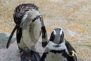Two African Penguins standing standing side by side