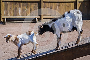 African Pygmy Goats