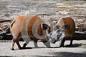 Two african red river hog