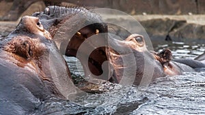 Two African river hippos fighting in water