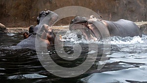 Two African river hippos fighting in water