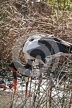 Two African Saddle-billed Storks in a marsh