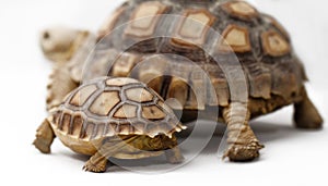 Two African Spurred Tortoise (Sulcata)