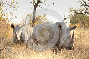 Two African White Rhinos in a South African game reserve