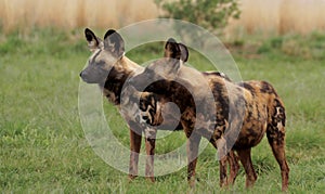 Two African Wild Dogs on Guard