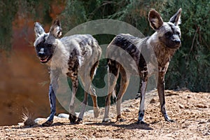 Two African wild dogs Lycaon pictus looking around while hunting in the dry ground