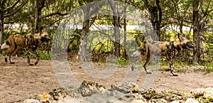 Two African wild dogs walking