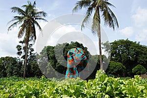 Two African Women In Traditional Dresses Cleaning Up An Extremely Weedy Maize Field photo