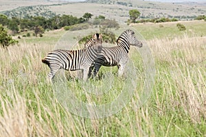 Two African Zebras on the savannah