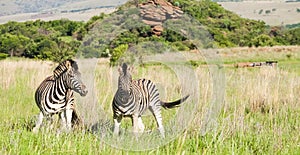 Two African Zebras on the savannah