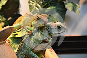 Two Agamas