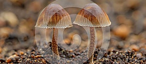 Two agaricaceae mushrooms emerging from the forest floor