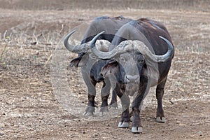Two aggressive Cape Buffalo [syncerus caffer] bulls in the bush in South Africa