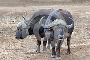 Two aggressive Cape Buffalo [syncerus caffer] bulls in the bush in South Africa