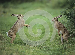 Two aggressive hares photo